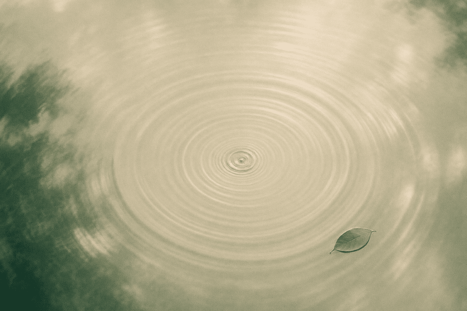 Calm concentric ripples in cream-tinted water with a small floating sage leaf